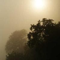 प्रिया वर्मा